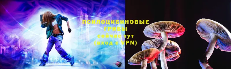 Галлюциногенные грибы Psilocybine cubensis  Вичуга 